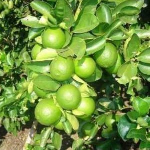 Limón Mercadofacil
