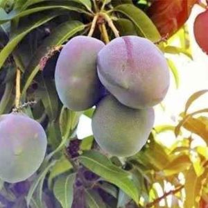 Mango Mercadofacil