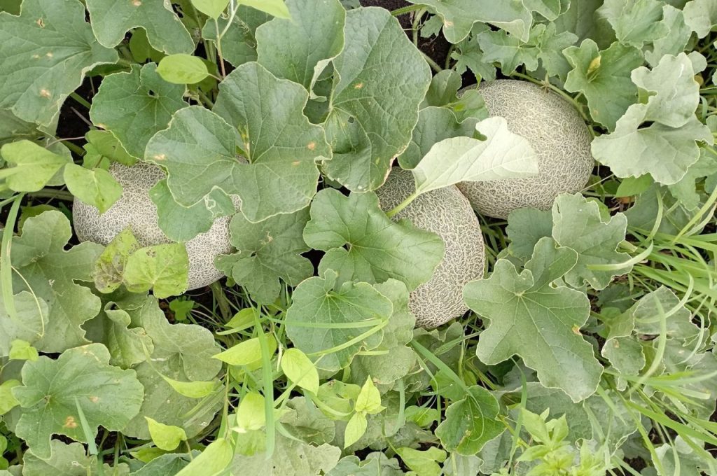 Melón Mercadofacil