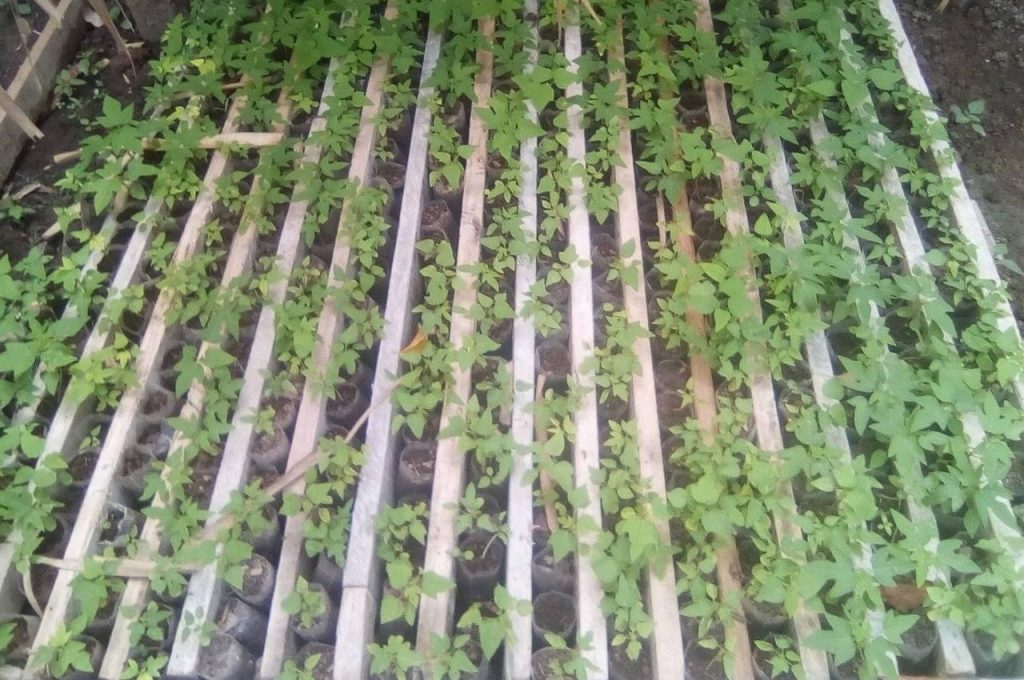 PAPAYA CHAROLA 2