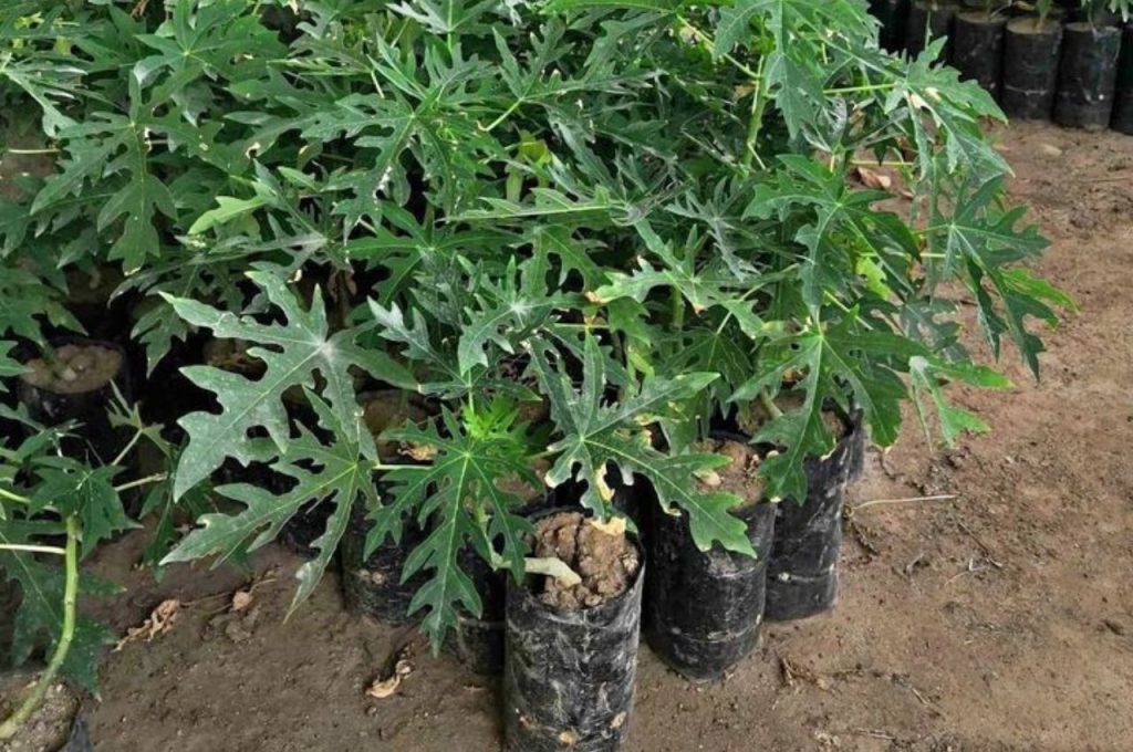 Papaya Mercadofacil
