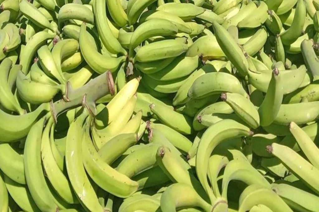 PLATANO MACHO
